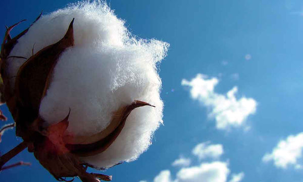 Wingfield Continues to Strive for Sustainable Cotton Shirt Production